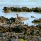 75- Un echassier au long bec sur le recif 